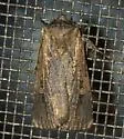 Dichagyris acclivis - Hodges#10870 - photo 3