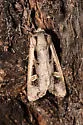 Dichagyris arabella - Hodges#10873.1