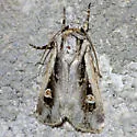Dichagyris arabella - Hodges#10873.1 - photo 4