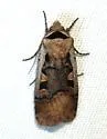 Dichagyris capota - Hodges#10876