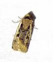 Dichagyris capota - Hodges#10876 - photo 4