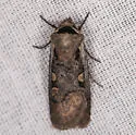 Dichagyris capota - Hodges#10876 - photo 5