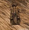 Dichagyris cataclivis - Hodges#10870.1