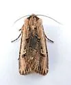 Dichagyris cataclivis - Hodges#10870.1 - photo 2