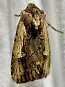 Dichagyris cataclivis - Hodges#10870.1 - photo 3