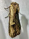Dichagyris cataclivis - Hodges#10870.1 - photo 4