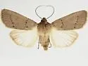 Dichagyris cyminopristes - Hodges#10887