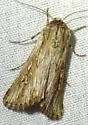 Dichagyris dubitata - Hodges#10700