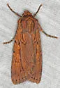 Dichagyris grandipennis - Hodges#10890