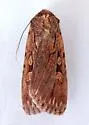 Dichagyris grandipennis - Hodges#10890 - photo 4