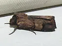 Dichagyris grotei - Hodges#10869