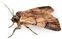 Dichagyris grotei - Hodges#10869 - photo 3