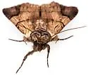 Dichagyris grotei - Hodges#10869 - photo 4