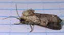 Dichagyris grotei - Hodges#10869 - photo 5