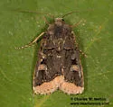 Dichagyris kyune - Hodges#10880