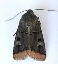 Dichagyris kyune - Hodges#10880 - photo 2