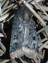 Dichagyris kyune - Hodges#10880 - photo 4