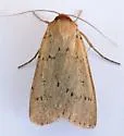 Dichagyris larga - Hodges#10886