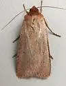Dichagyris larga - Hodges#10886 - photo 2