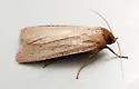 Dichagyris larga - Hodges#10886 - photo 3