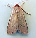 Dichagyris larga - Hodges#10886 - photo 4
