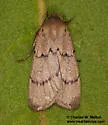 Dichagyris larga - Hodges#10886 - photo 5