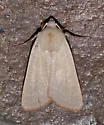 Dichagyris lobato - Hodges#10884
