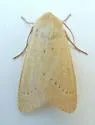 Dichagyris lobato - Hodges#10884 - photo 2