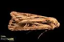 Dichagyris longidens - Hodges#10699 - photo 2