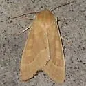 Dichagyris madida - Hodges#10885 - Dichagyris madida