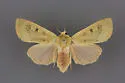 Dichagyris madida - Hodges#10885 - photo 2