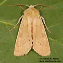 Dichagyris madida - Hodges#10885 - photo 3