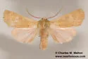 Dichagyris madida - Hodges#10885 - photo 4