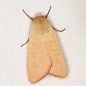 Dichagyris madida - Hodges#10885 - photo 5