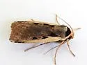 Dichagyris mizteca - Hodges#10876.1 - photo 2