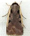 Dichagyris mizteca - Hodges#10876.1 - photo 3
