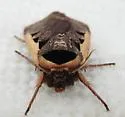 Dichagyris mizteca - Hodges#10876.1 - photo 4