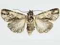 Dichagyris neoclivis - Hodges#10872