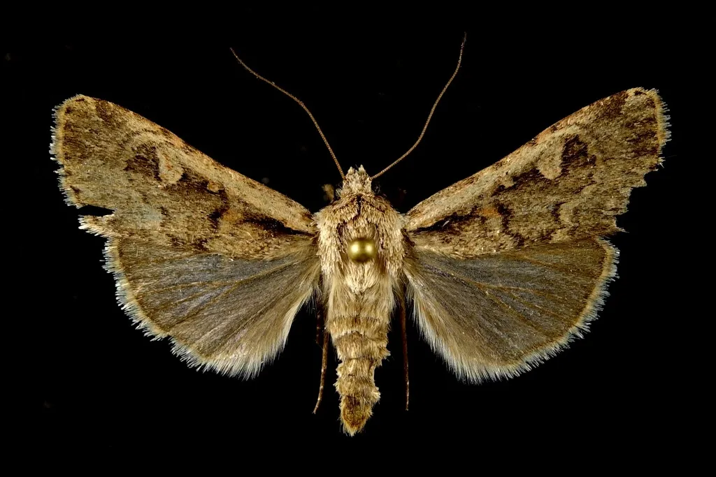 Dichagyris polycala - Hodges#10875 - photo 2
