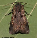 Dichagyris proclivis - Hodges#10871 - Dichagyris proclivis