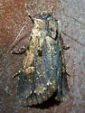 Dichagyris proclivis - Hodges#10871 - photo 2