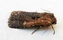 Dichagyris proclivis - Hodges#10871 - photo 4