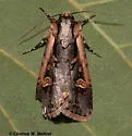 Dichagyris salina - Hodges#10873 - Dichagyris salina