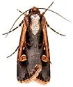 Dichagyris salina - Hodges#10873 - photo 4