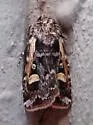 Dichagyris socorro - Hodges#10874