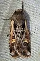 Dichagyris socorro - Hodges#10874 - photo 2