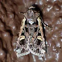 Dichagyris socorro - Hodges#10874 - photo 3