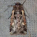 Dichagyris socorro - Hodges#10874 - photo 4