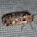 Dichagyris socorro - Hodges#10874 - photo 5