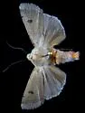 Dichagyris triphaenoides - Hodges#10667